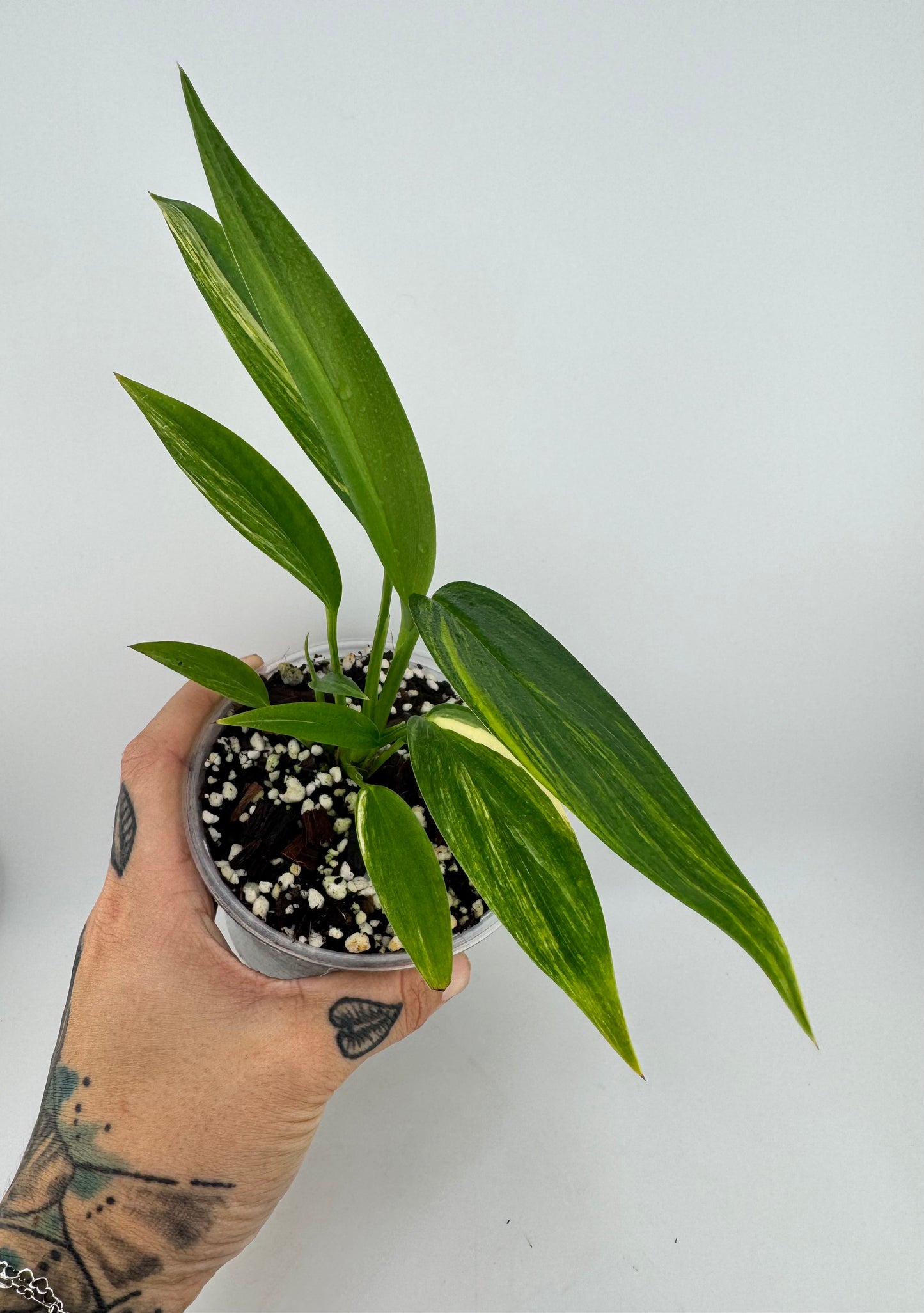 Epipremnum Amplissium Variegated