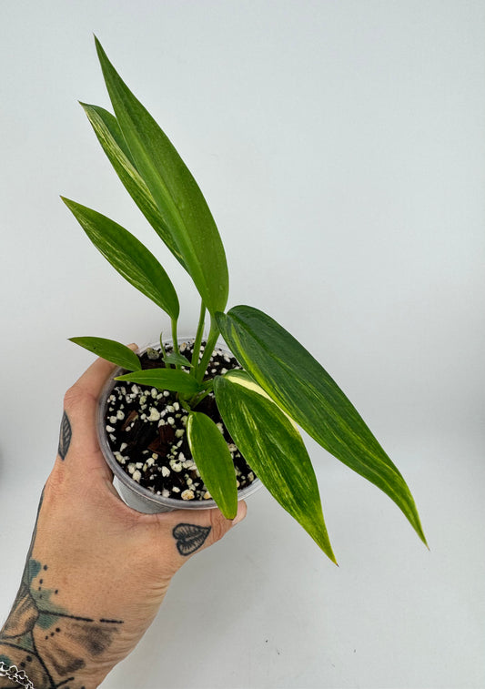 Epipremnum Amplissium Variegated