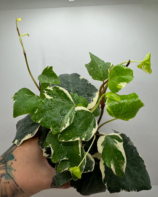 Variegated Wax Ivy