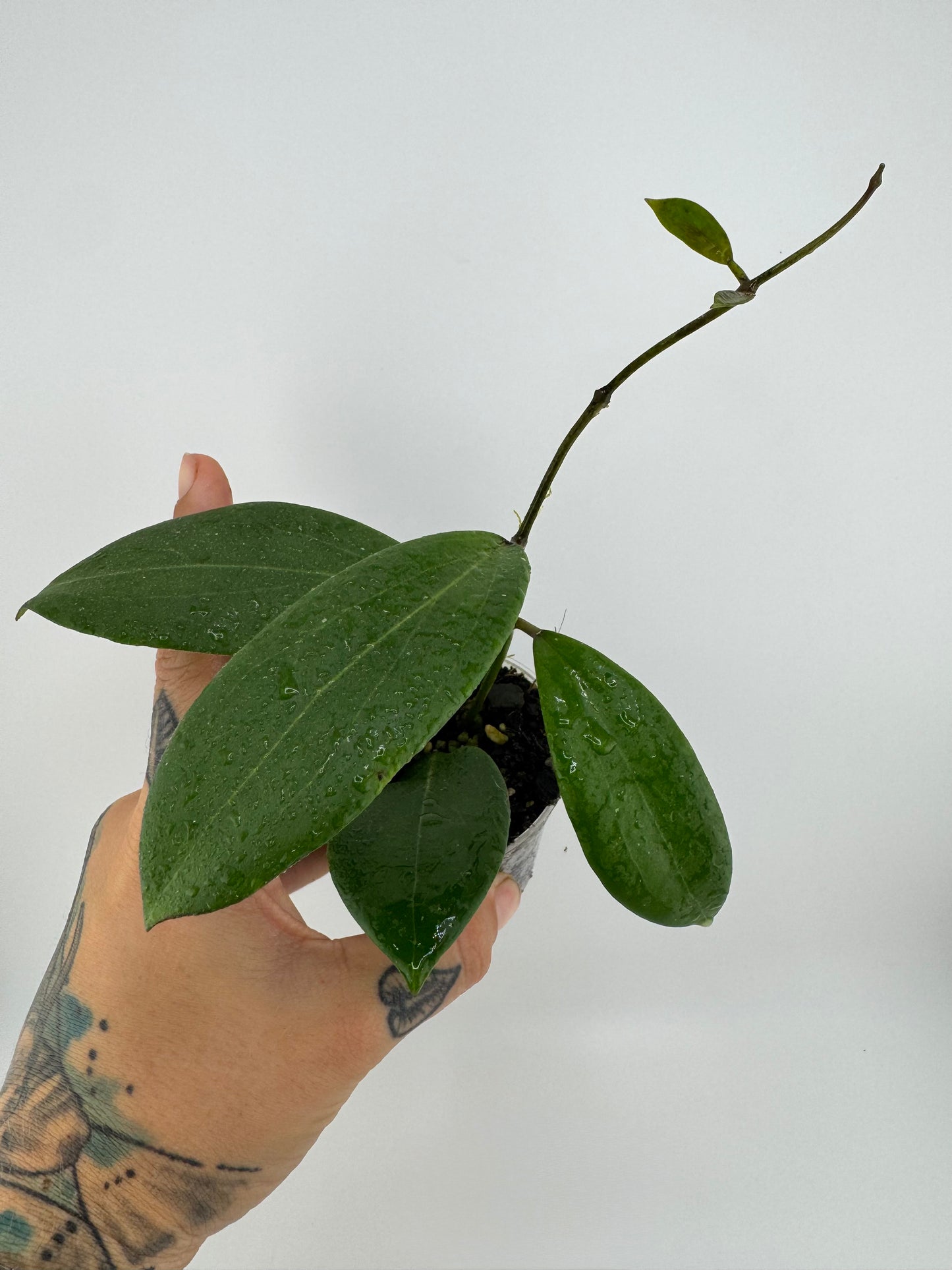 Hoya Merrillii