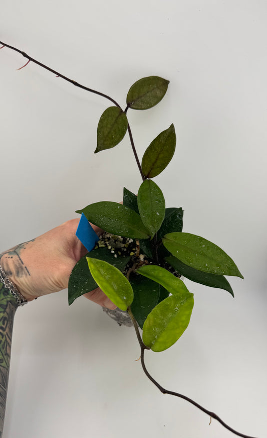 4” Hoya Carnosa