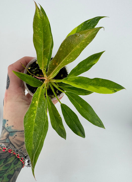 Philodendron variegated Ring of Fire