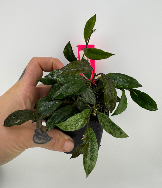 Hoya Lacunosa ‘snow caps’