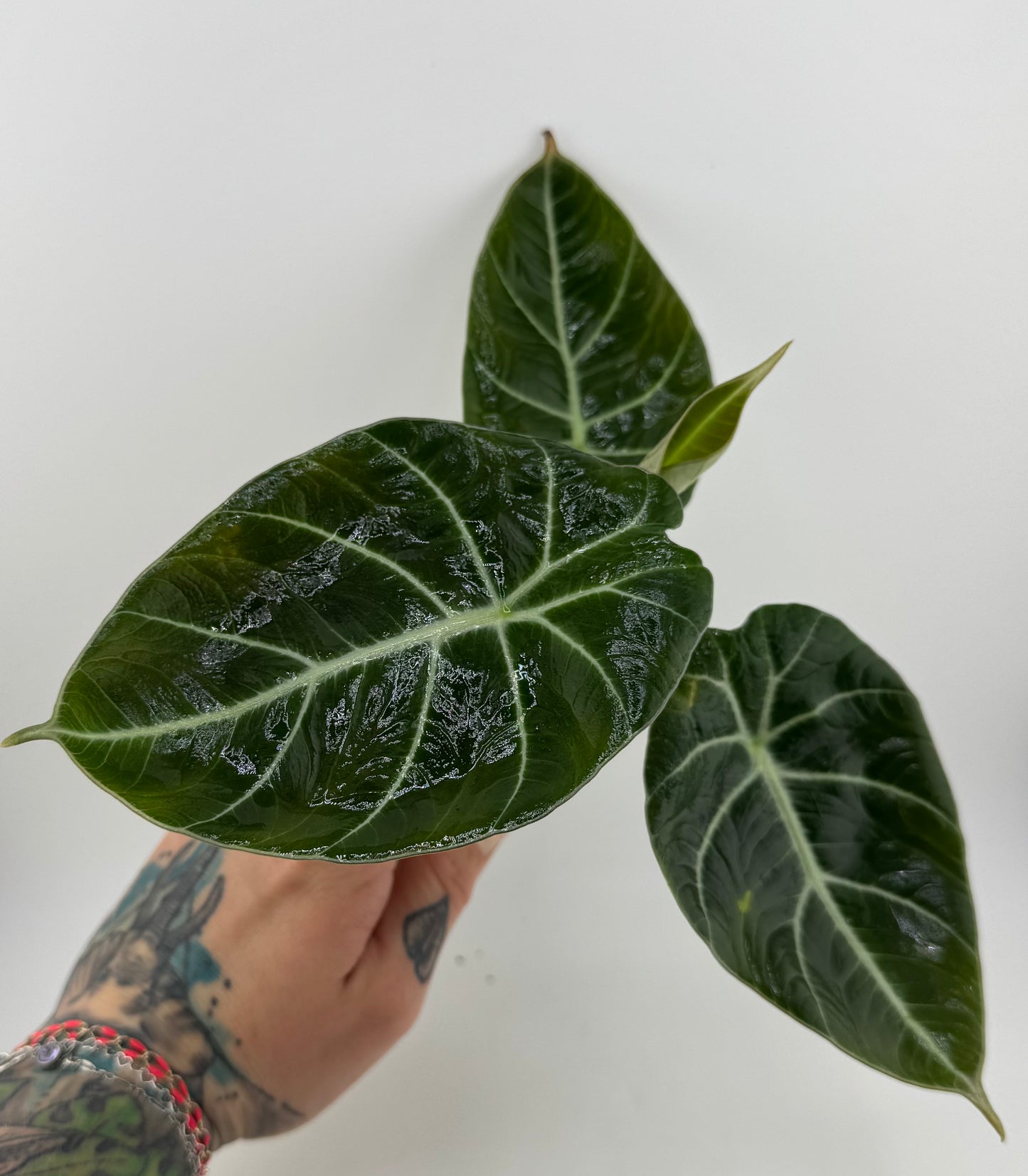 Alocasia Black Velvet