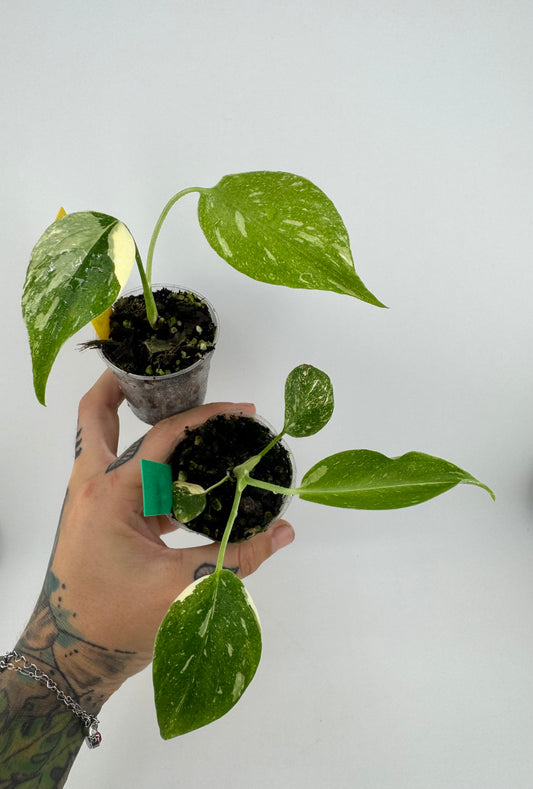 Monstera Variegated Thai Constellation