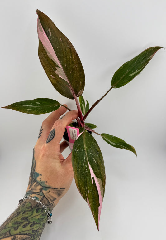 Philodendron Pink Princess marble