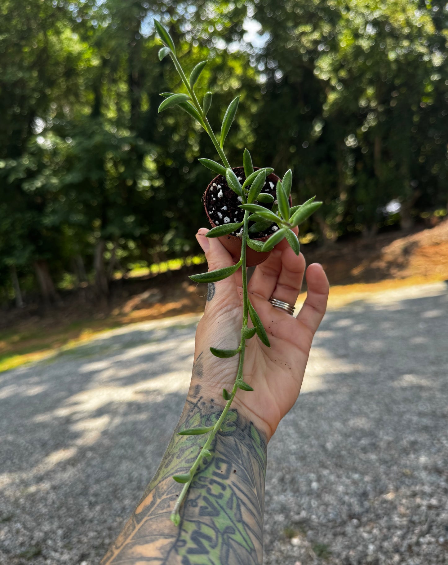 String of Bananas