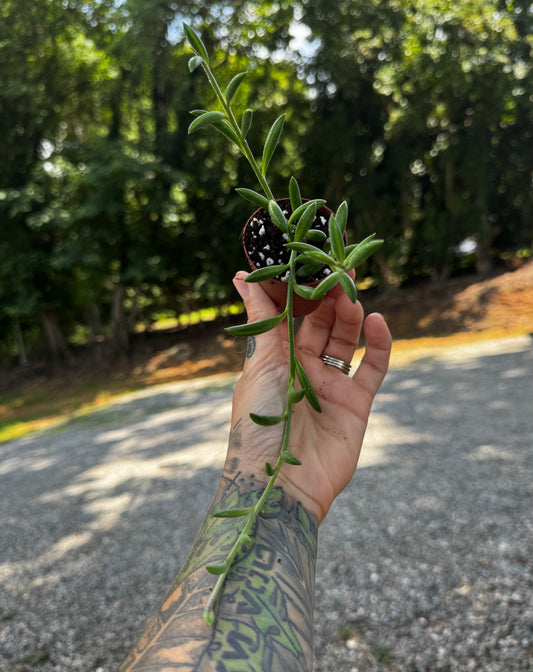 String of Bananas