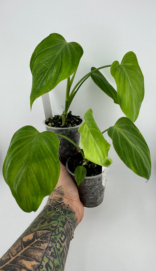 Philodendron Camposportoanum