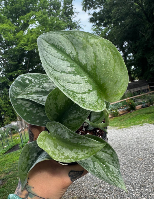Scindapsus Pictus ‘Exotica’