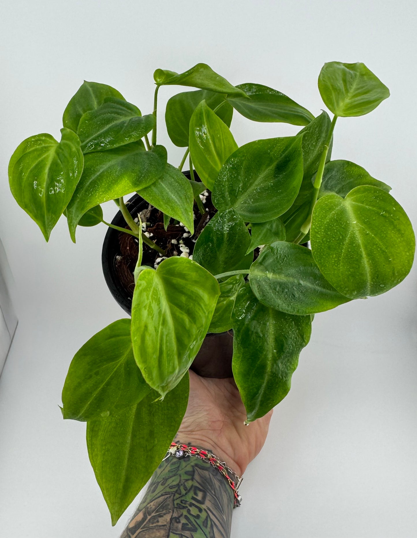 Philodendron Camposportoanum