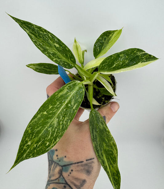 Philodendron Jose Buono