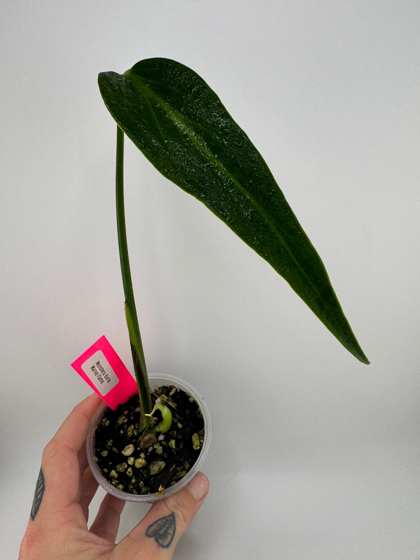 Monstera Burle Marx Flame