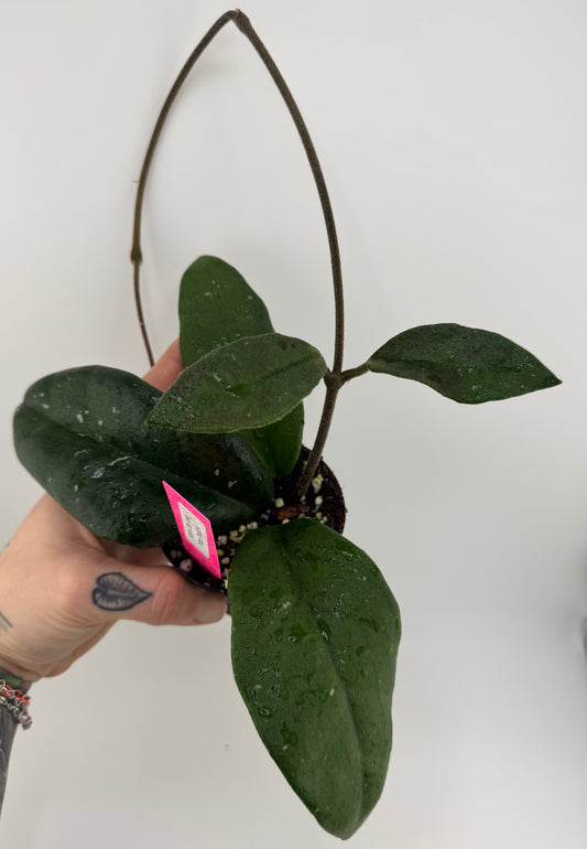 Hoya ‘Miss Debbie’