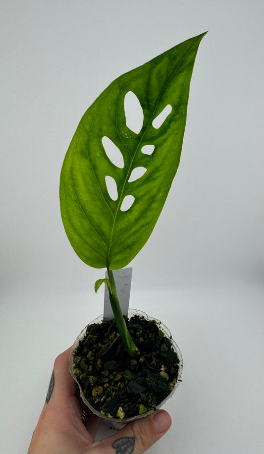 Monstera Esqueleto