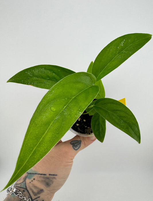 Monstera Obliqua ‘No ID’