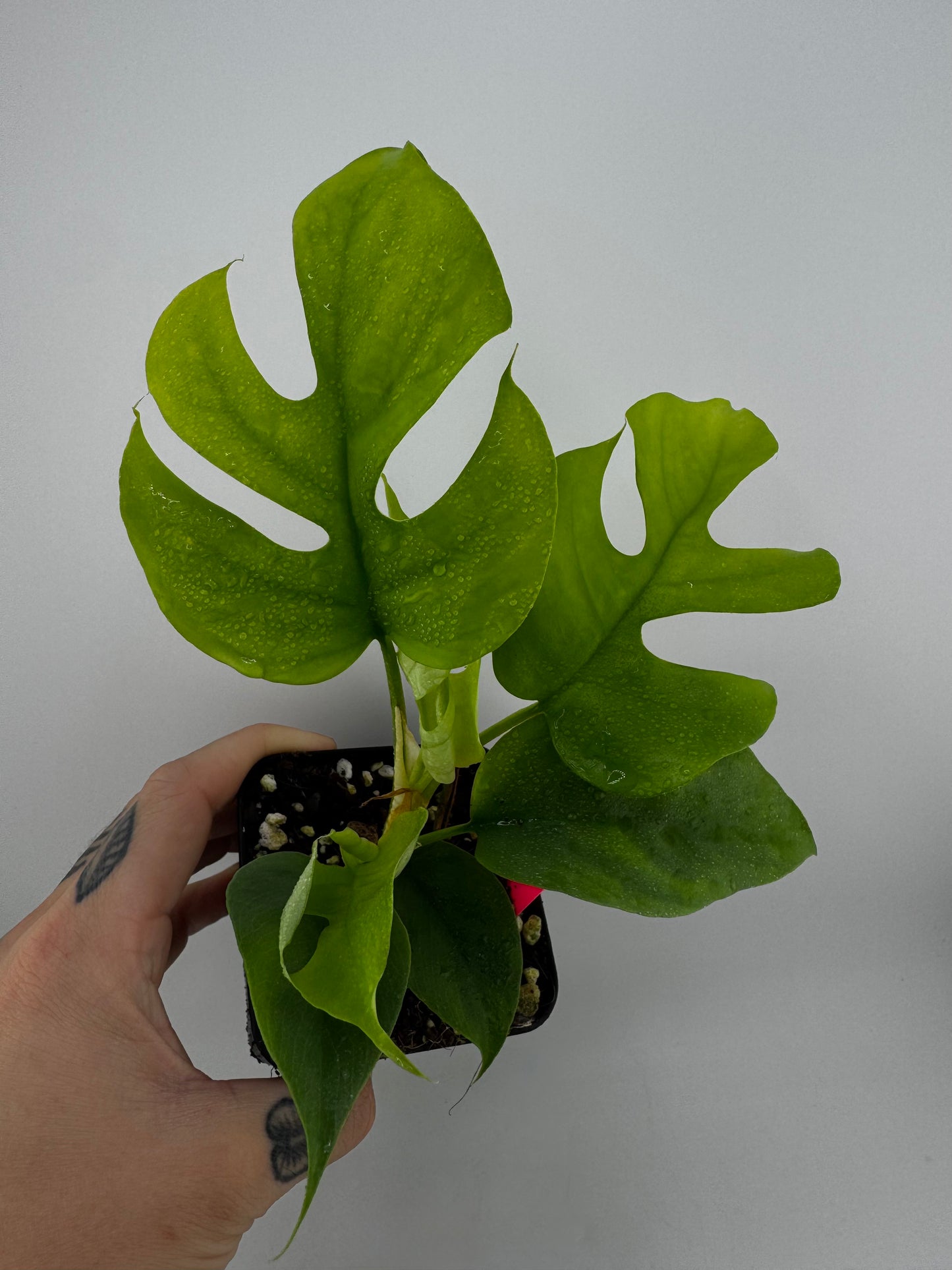 Raphidaphora Tetrasperma