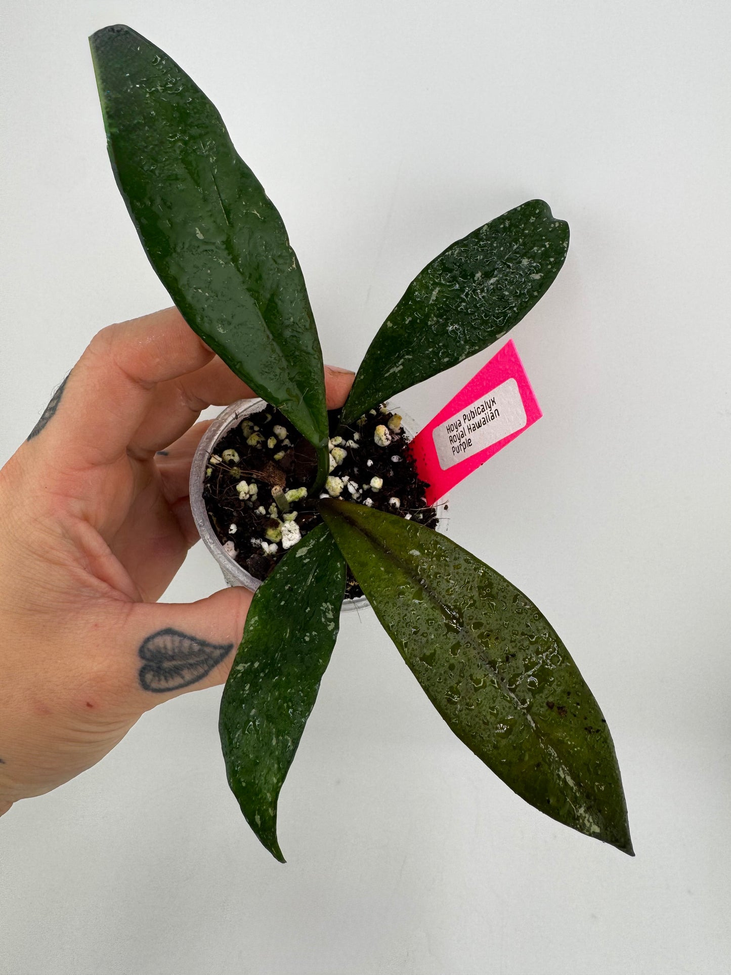 Hoya Pubicalyx ‘Royal Hawaiian Purple’
