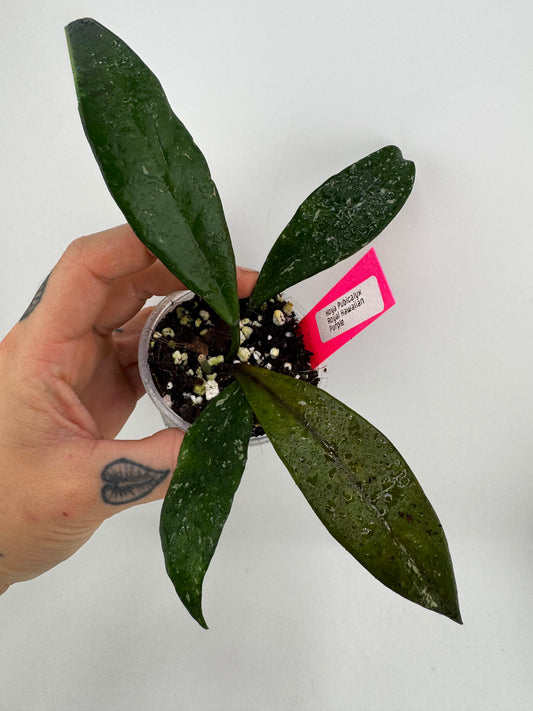Hoya Pubicalyx ‘Royal Hawaiian Purple’