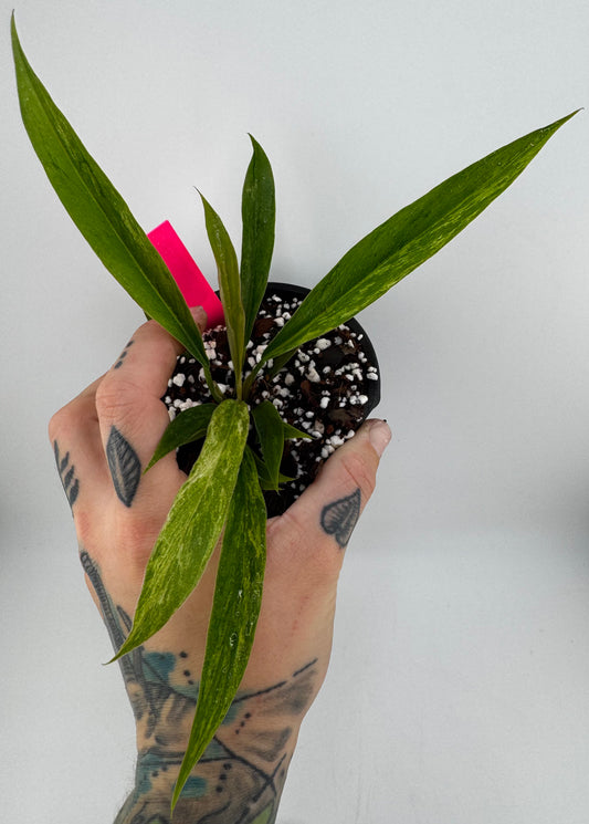 Philodendron Caramel Marble