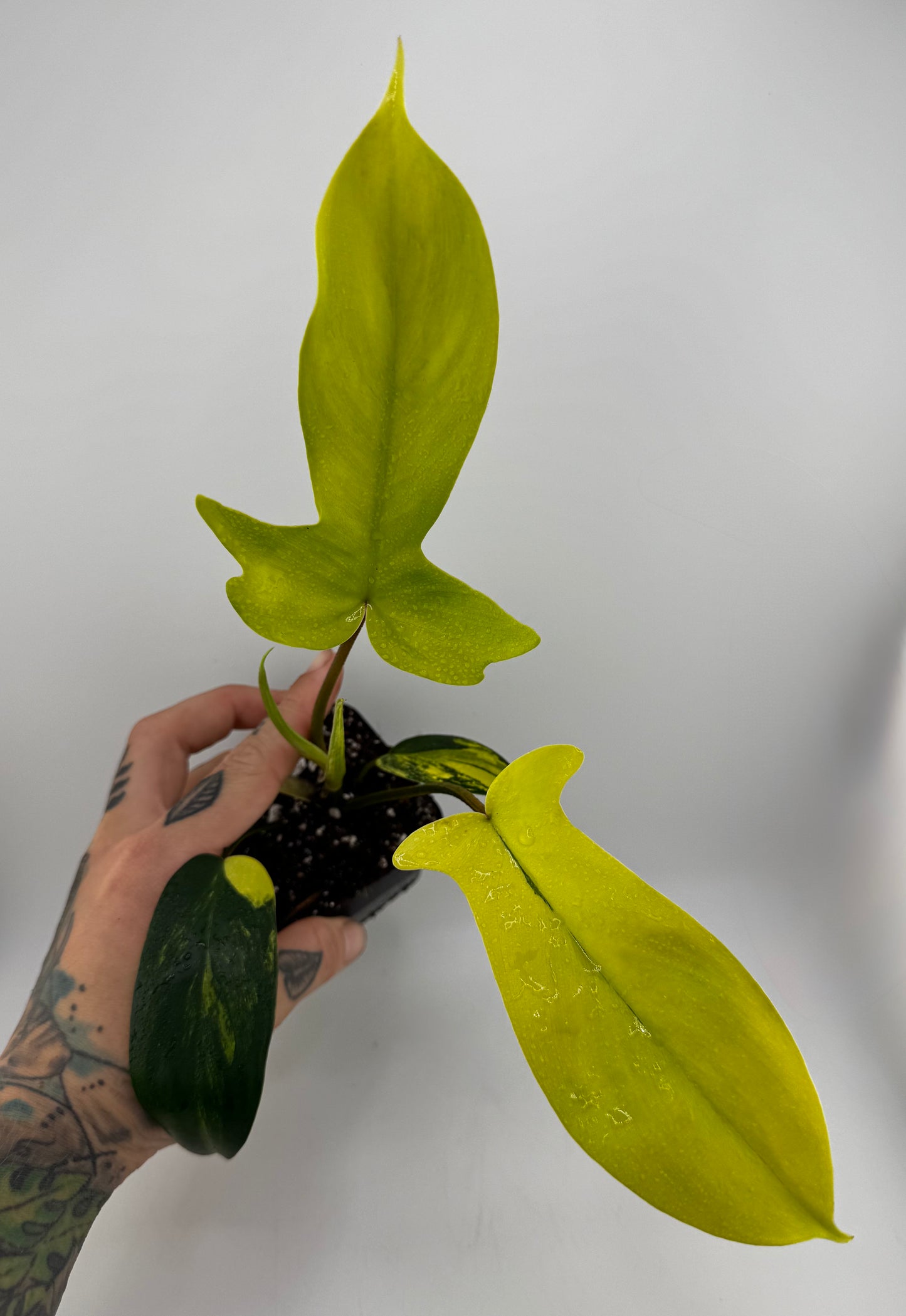 Philodendron Florida Beauty Variegated