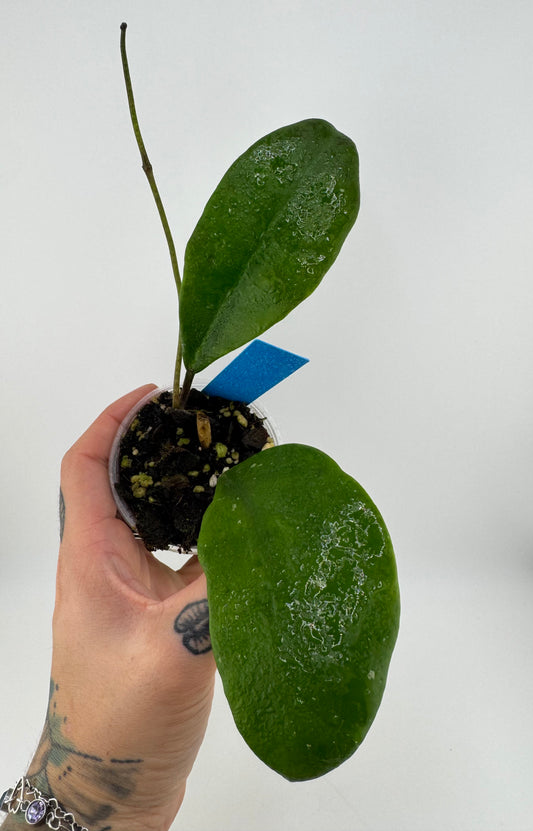 Hoya Excavata