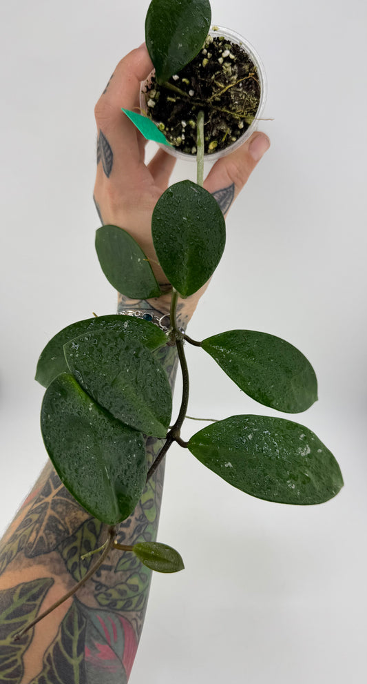Hoya Carnosa ‘David’s Green Cup’