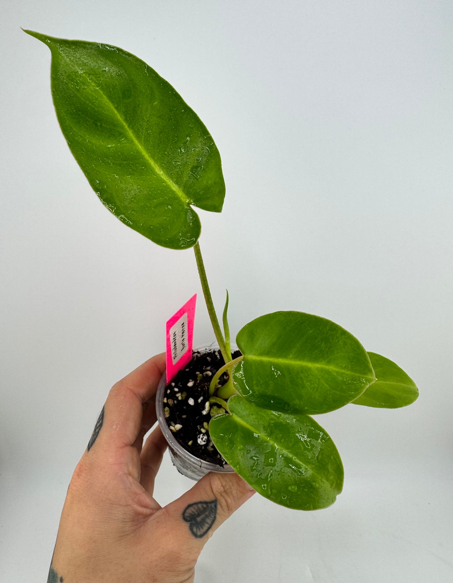Philodendron Burle Marxe