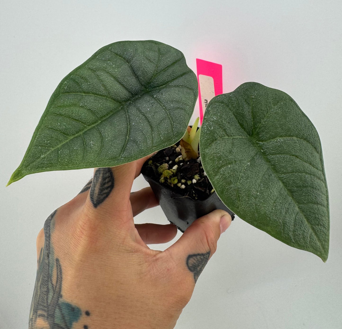 Alocasia Melo