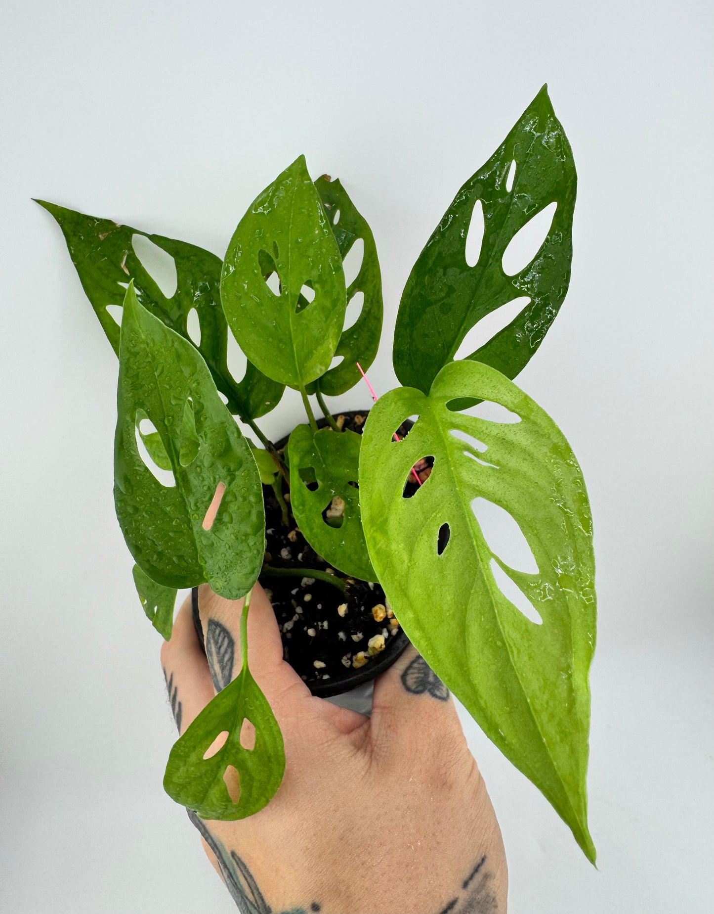 Monstera Adansonii