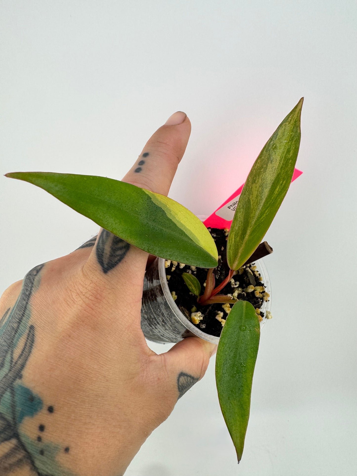 Philodendron Variegated Strawberry Shake #2