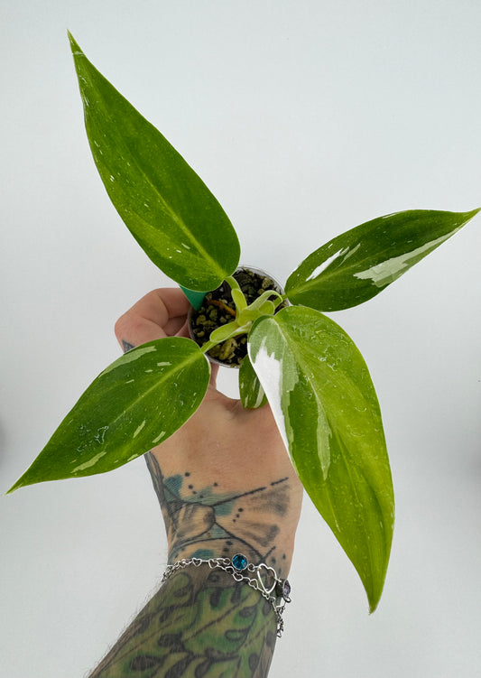 Philodendron White Princess