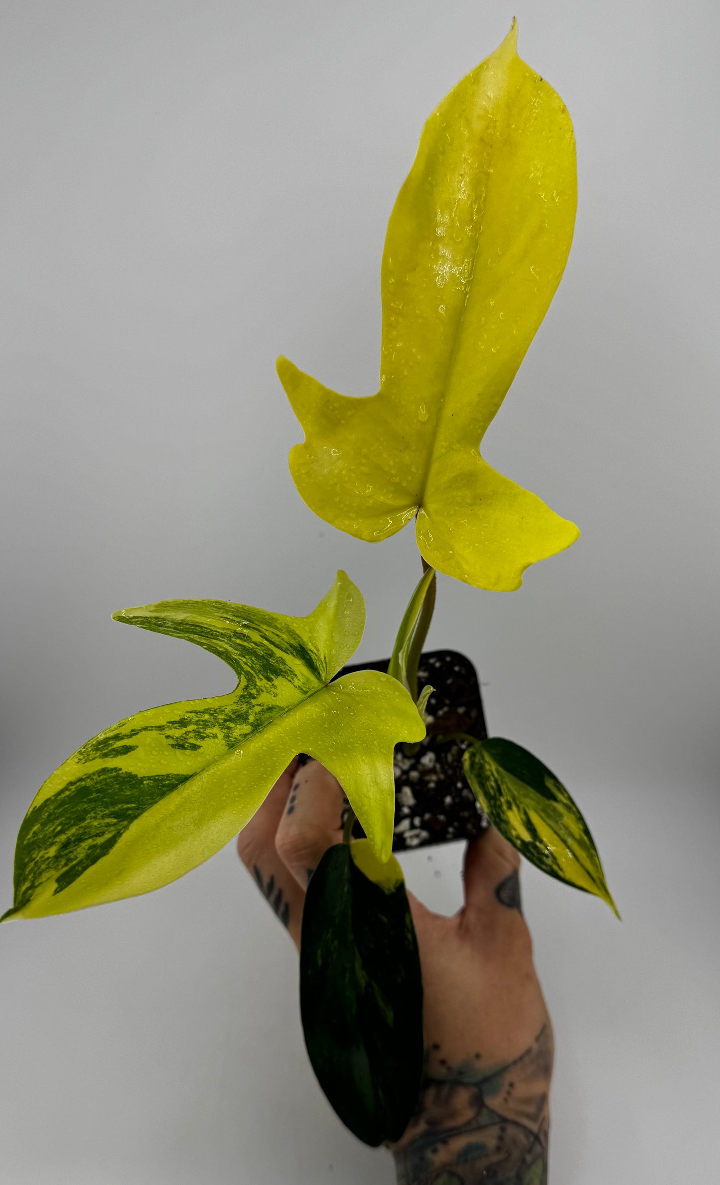 Philodendron Florida Beauty Variegated