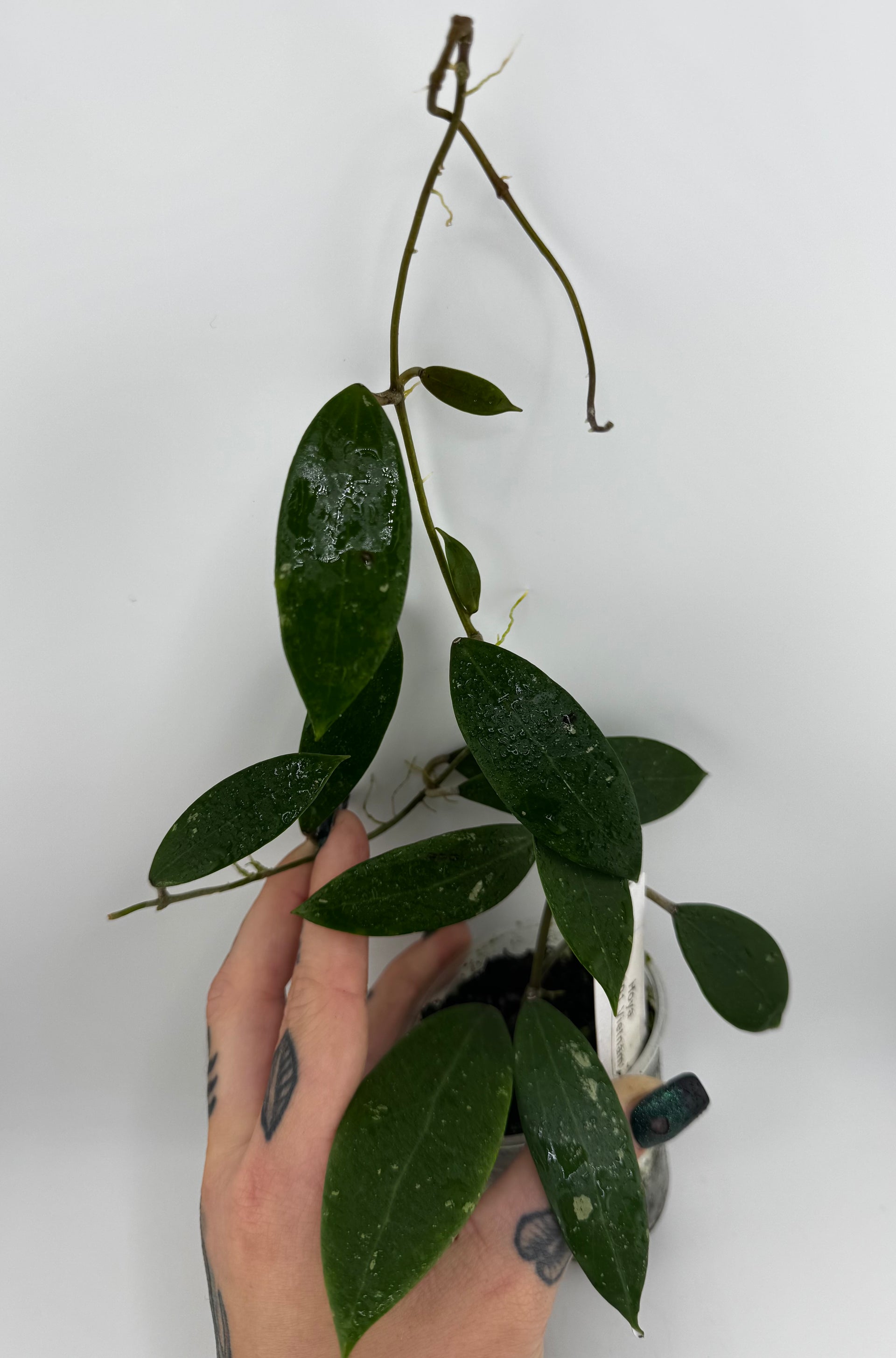 Hoya AH-001 'Vietnam' splash – Priest's Plant Paradise