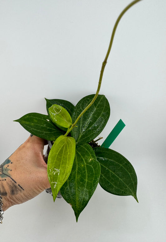 4” Hoya Quinquenervia
