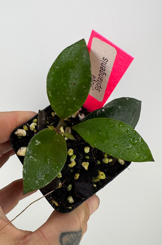 Hoya sipitangenis