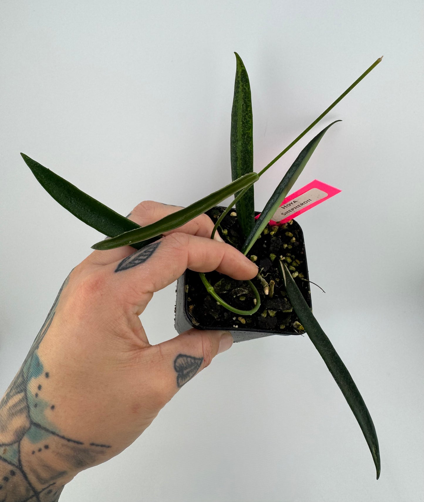 Hoya shepherdii