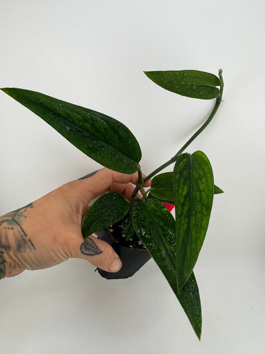 Monstera Barrieri
