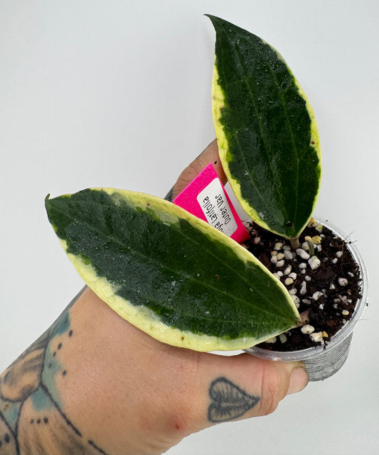 Hoya Latifolia (macrophylla) outer variegated