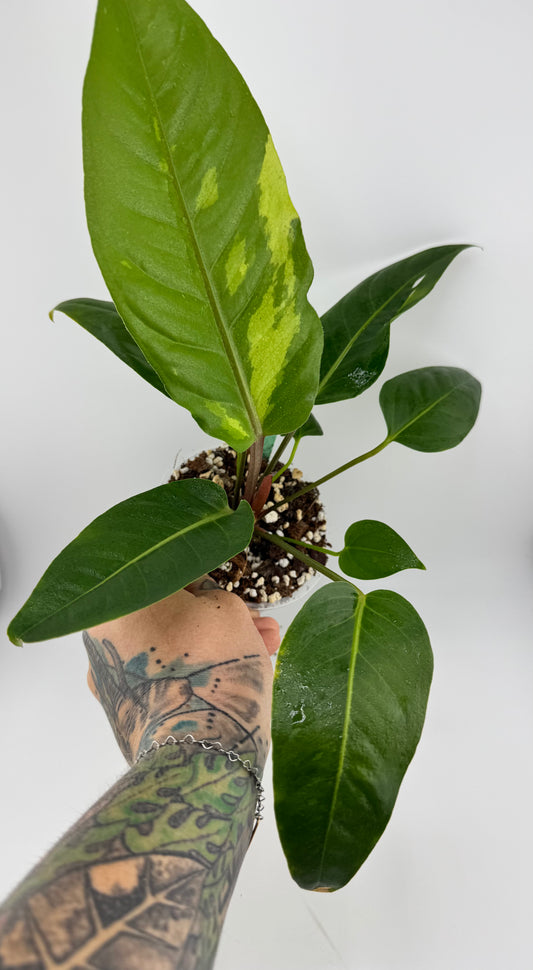 Variegated Anthurium Renaissance