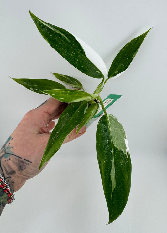 Philodendron White Princess Variegated