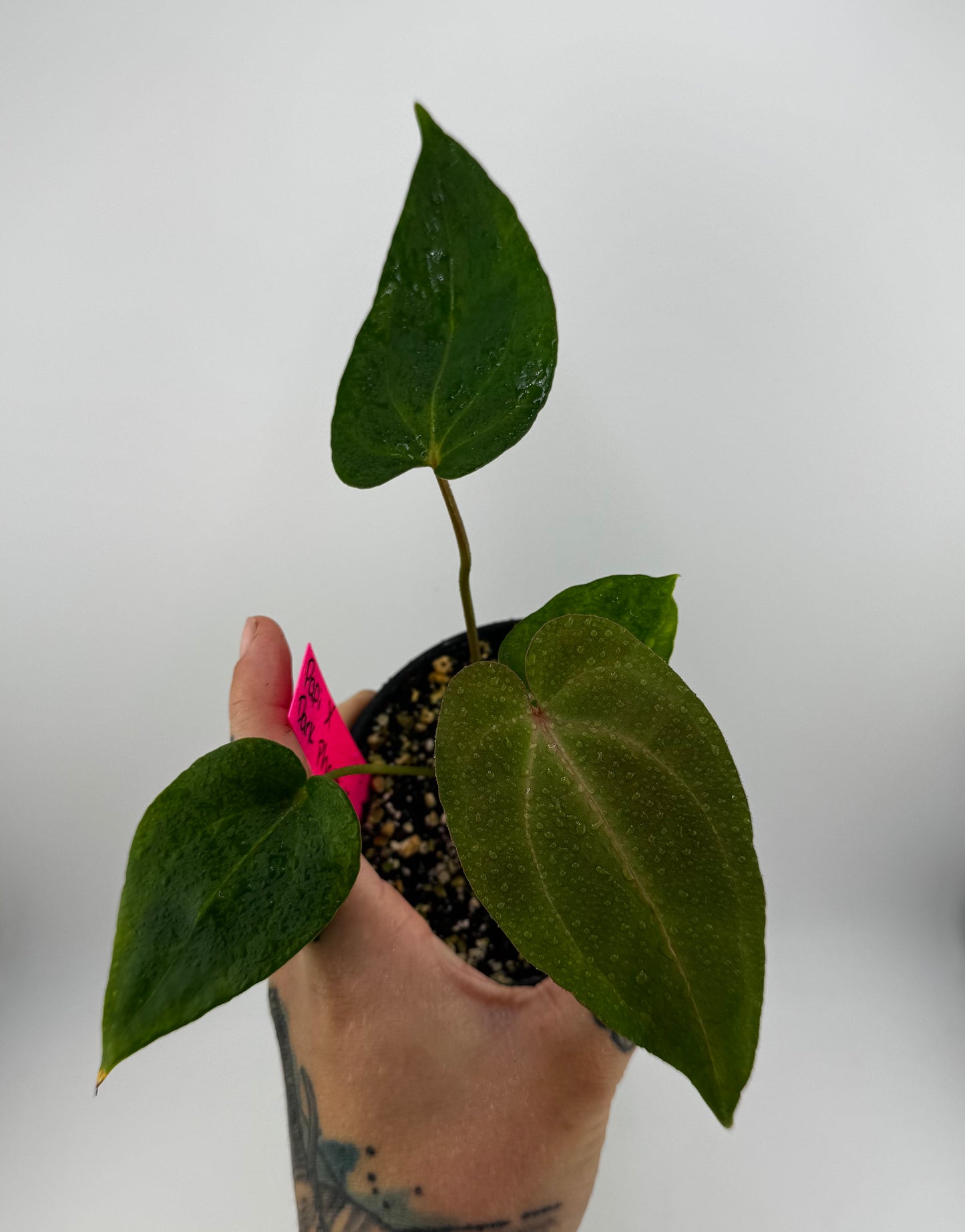 Anthurium Papi X Dark Phoenix
