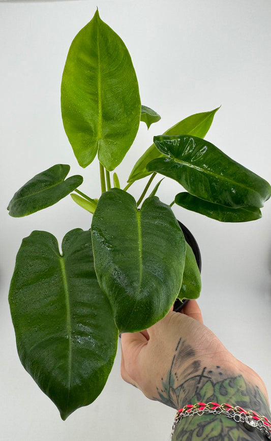Philodendron Burle Marxe