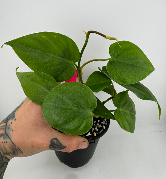 Philodendron cordatum ‘Heartleaf’