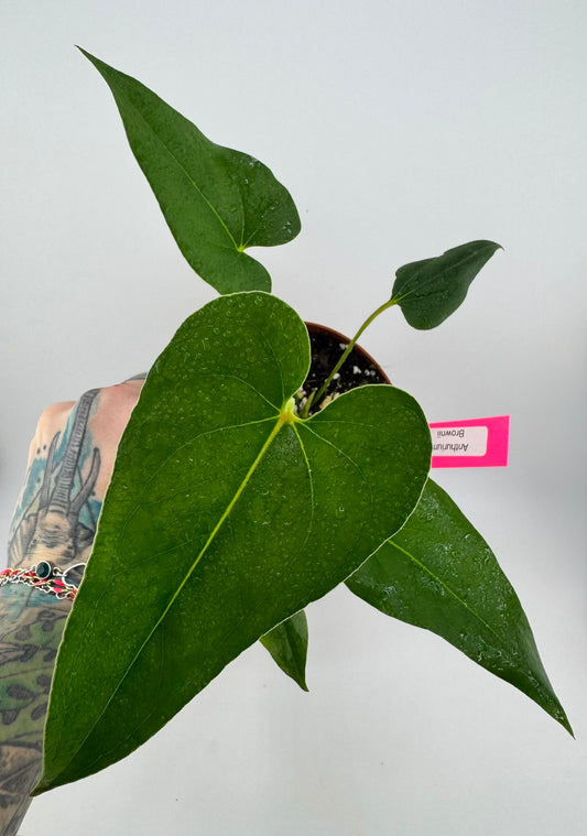 Anthurium Brownii