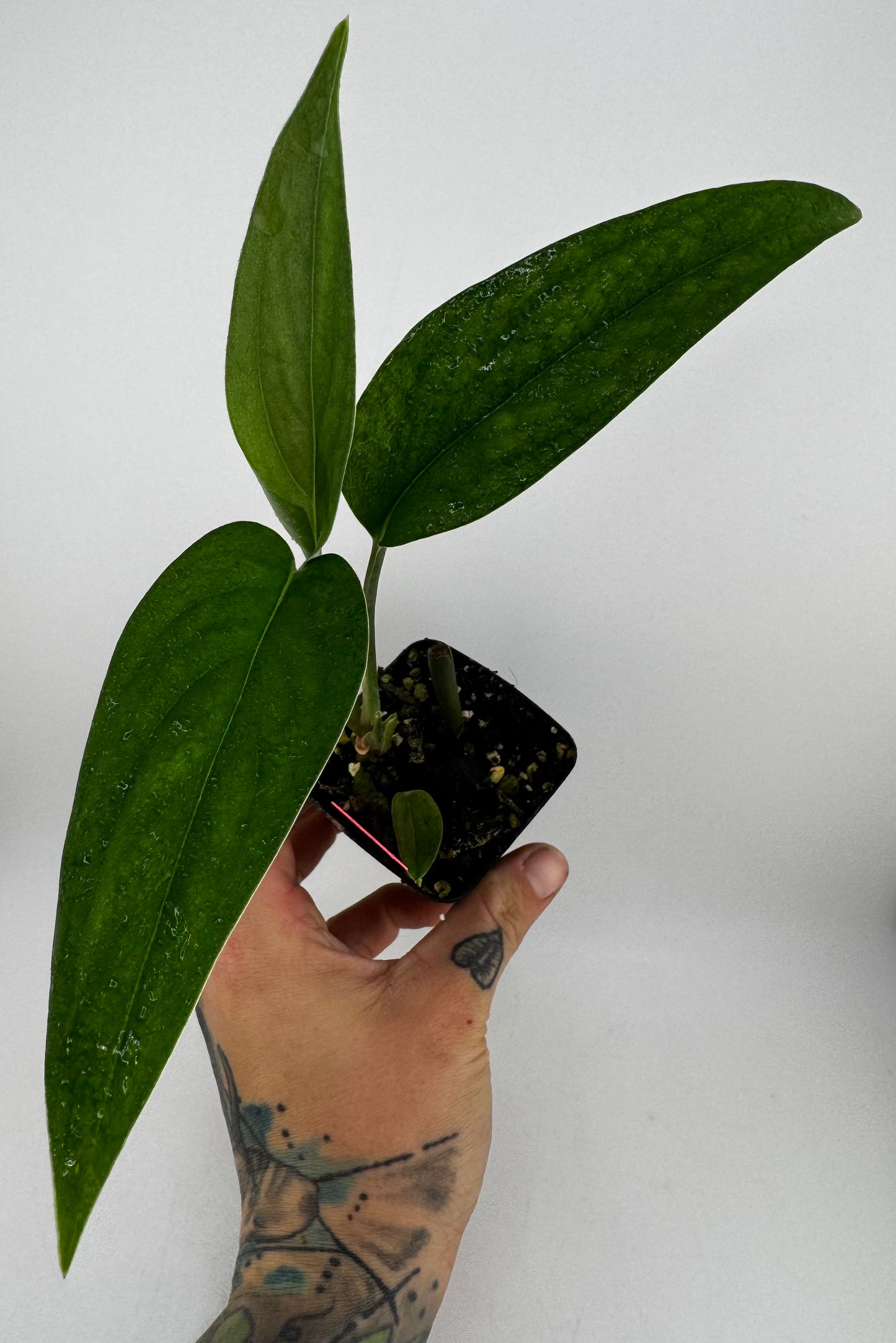 Monstera Barrieri