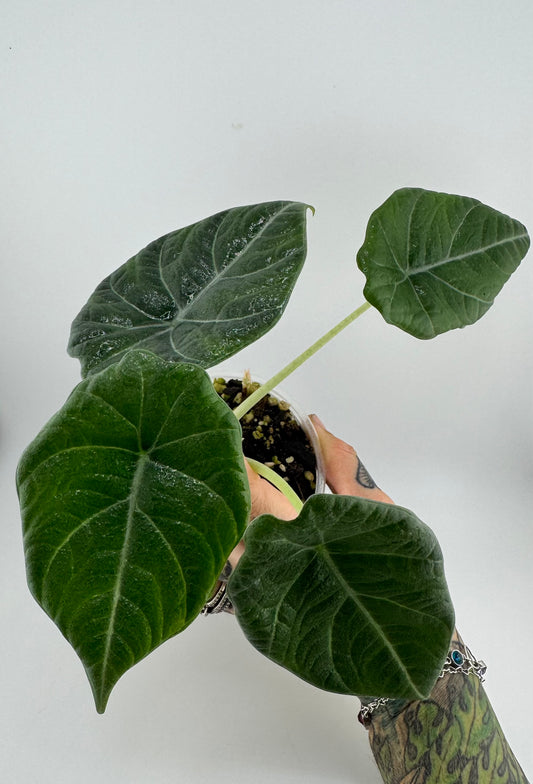 Alocasia Maharni