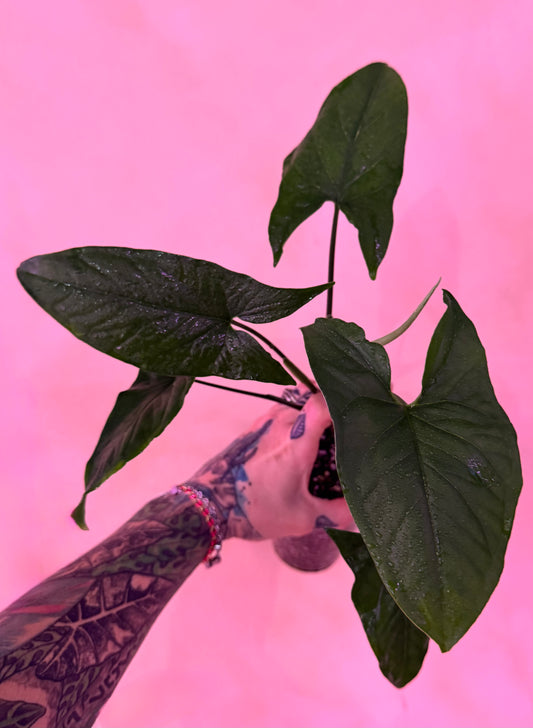 Syngonium podophyllum