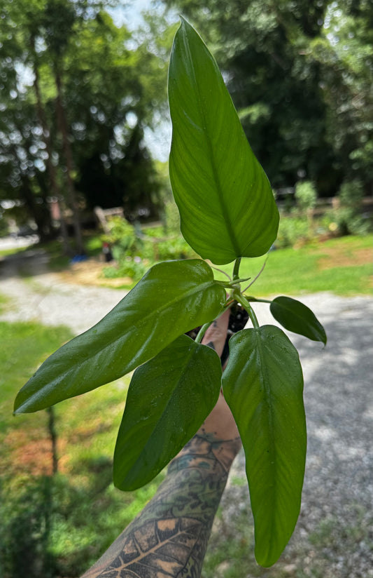 Philodendron Domesticum