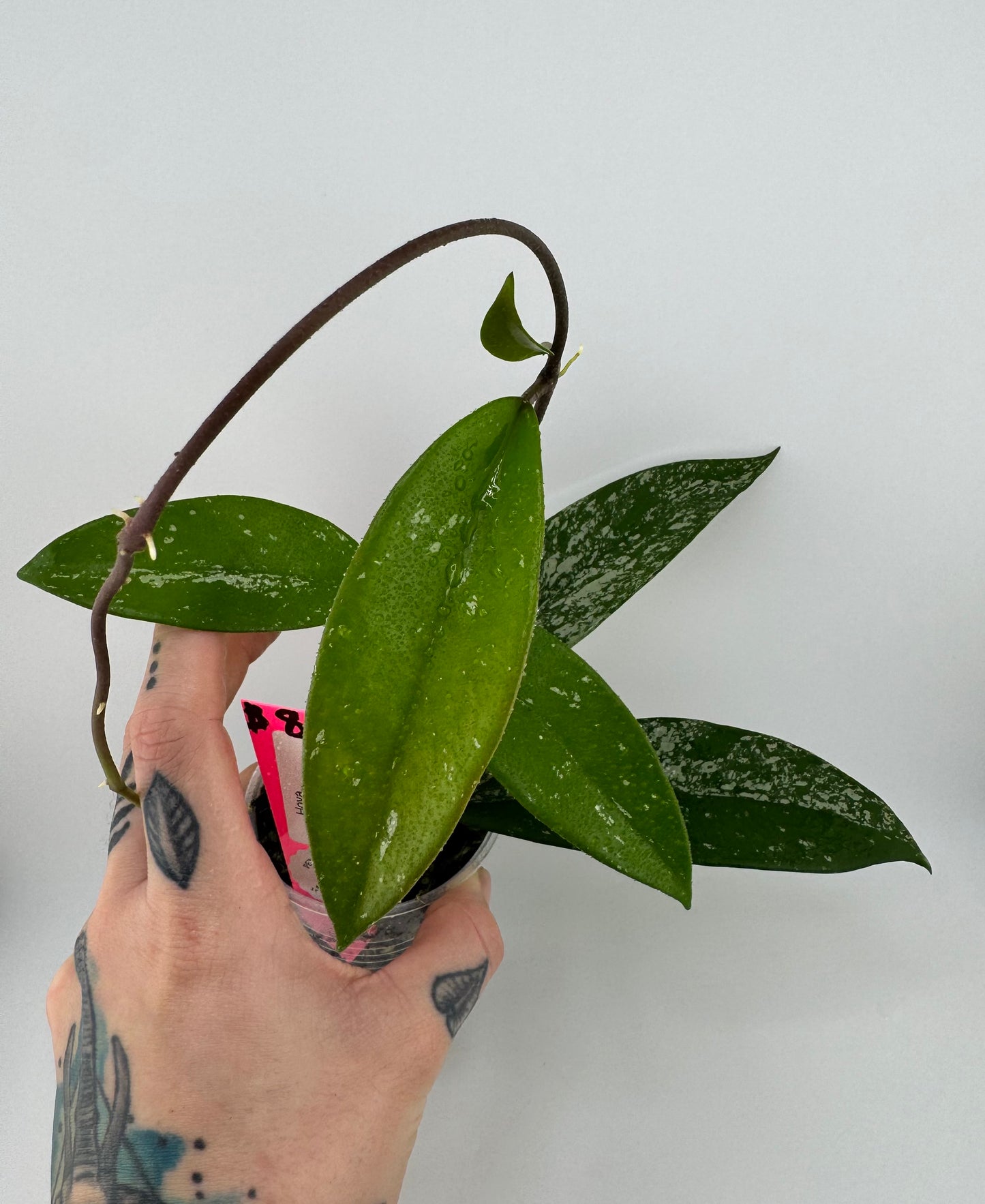 Hoya pubicalyx splash